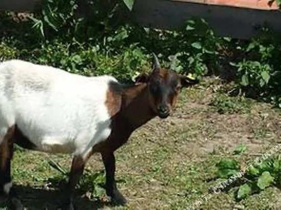 بيرغهوف فندق سول