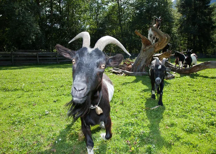 بيرغهوف سول